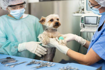 Wall Mural - In veterinary clinic, female doctor and guy assistant carry out examination and treatment of Yorkshire terrier, make preparations for medical manipulations, vaccination, routine examination