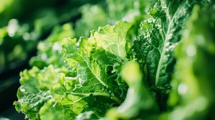 Wall Mural - A close-up of leafy greens in a hydroponic system, with their roots suspended in oxygenated water