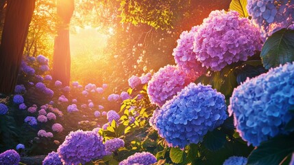 a beautiful sunrise illuminating a patch of hydrangeas, creating a breathtaking view of nature's col