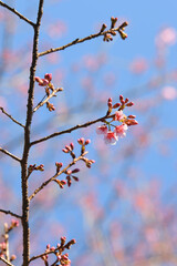 Wall Mural - Phaya suae flower or sakura flower in Thailand