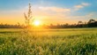 © Budi - Tall flowering grass on green meadow at sunrise or sunset