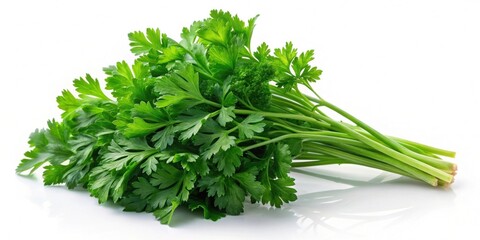 Canvas Print - Fresh parsley herb isolated on alpha background, parsley, fresh, herb, isolated, alpha background, culinary, ingredient, green