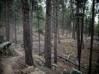 Wide View of  Dirt bike trail through pine tree forest in the Black Hills National Forest near Rapic City South Dakota in summer