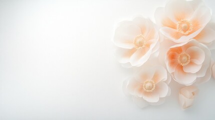 A white background with a bunch of pink flowers