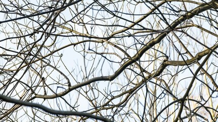 Poster - Intricate Close-Up of Bare Branches Against Soft Sky