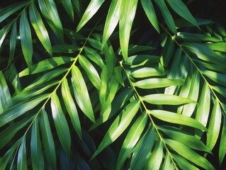 Wall Mural - 2408 86.A close-up view of deep green tropical palm leaves, casting soft shadows across each other. The rich texture of the leaves contrasts against the dark background, while rays of sunlight