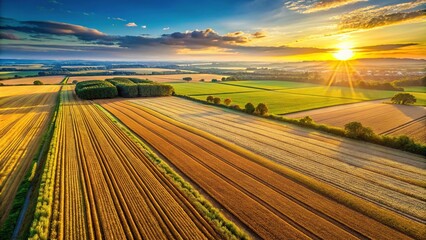 field of crops ready to harvest under the sun