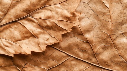 Poster - Textured Dry Leaves on a Warm Background