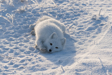 Wall Mural - Wild arctic fox lying in tundra in winter time. Funny arctic fox playing.