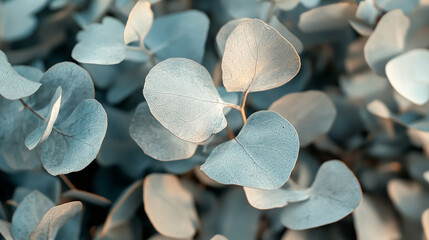 Poster - dried eucalyptus leaves