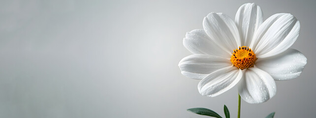 Poster - Closeup of a beautiful white daisy flower with soft,delicate petals blooming in a peaceful,minimalist monochrome setting. The floral background evokes a sense of natural serenity and simplicity.
