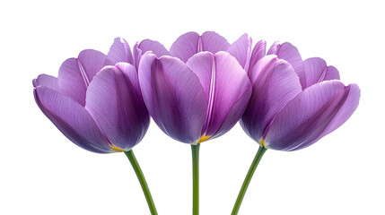 Leinwandbilder - Elegant and Vibrant Purple Tulips in Full Bloom Adorning a Serene Nature Background,Showcasing the Beauty and Freshness of the Spring Season.