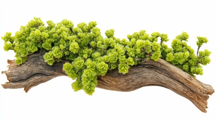 Poster - A driftwood branch with green foliage isolated on a white background.