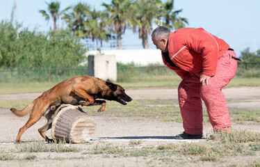 Poster - training of belgian shepherd