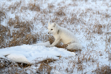 Wall Mural - Arctic fox (Vulpes Lagopus) playing with plastic garbage in winter tundra