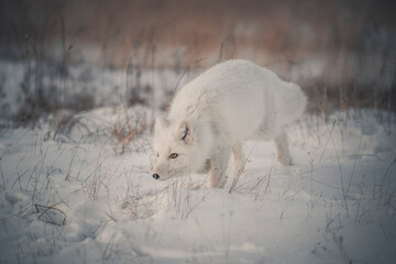 Wall Mural - Wild arctic fox (Vulpes Lagopus) in tundra in winter time. White arctic fox.