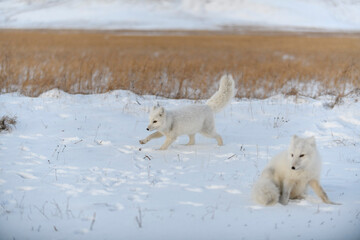 Wall Mural - Two young arctic foxes (Vulpes Lagopus) in wilde tundra. Arctic fox playing.