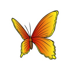 butterfly vector illustration