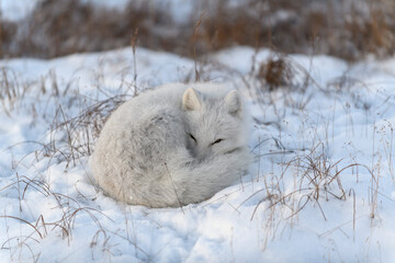 wild arctic fox in tundra. arctic fox lying. sleeping in tundra.