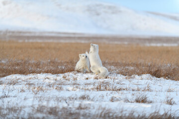 Two young arctic foxes (Vulpes Lagopus) in wilde tundra. Arctic fox playing.