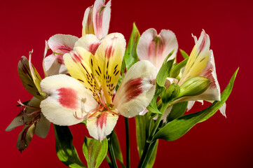 Wall Mural - Blooming white-pink Alstroemeria Rebecca on a red background
