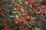 berberis vulgaris