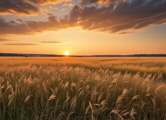 A serene image of a vast golden field of tall grass during sunset