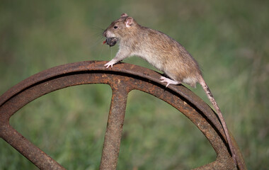 Poster - A close up of a common rat. It is captured climbing on a n old metal wheel and has food in its mouth and an out of focus blurry background