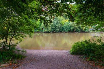 forest with a river and a path leading to it. The path is covered in leaves and the water is brown