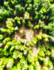 Wall Mural - Aerial top view, wide shot of a Europa green forest