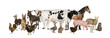 © Eric Isselée - Large group of many farm animals standing together