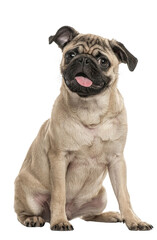 Wall Mural - happy young pug dog panting mouth wide open, cut out, Remastered