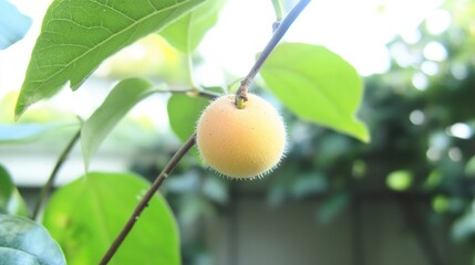 Poster - Close Up of a Ripe Yellow Fruit Hanging from a Branch