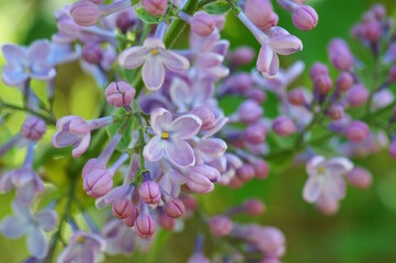 Wall Mural - A blooming branch of lilac. It's springtime. Blossom.