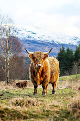 Wall Mural - Whole highland cattle, advertising