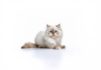 A white fluffy kitten with blue eyes sits on a white background.