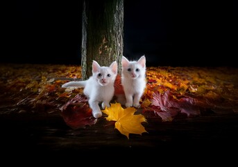 Two white kittens with blue eyes sit in a bed of autumn leaves by a tree trunk.