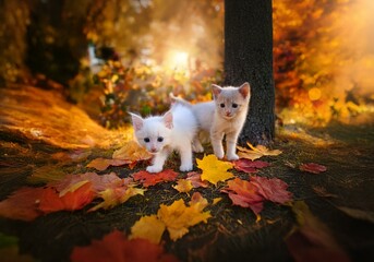 Two white kittens stand on a bed of colorful fall leaves.