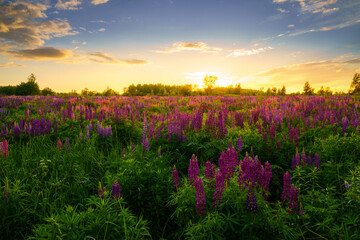 Sunrise or sunset on a field with purple lupines on a cloudy sky background in summer.