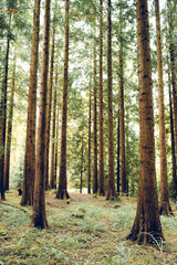 Green forest scene. Tall pine tree trunks, lush green vegetation, late summer early morning light, no people