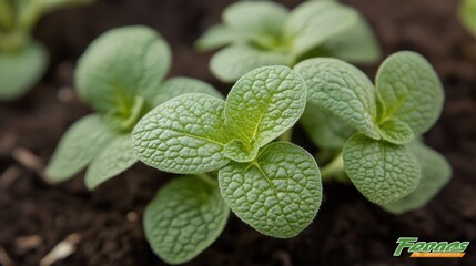 Wall Mural - Close-up of young green leaves emerging from soil, showcasing plant growth.