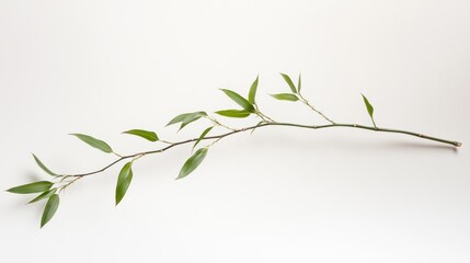 Wall Mural - A slender branch with green leaves on a light background.