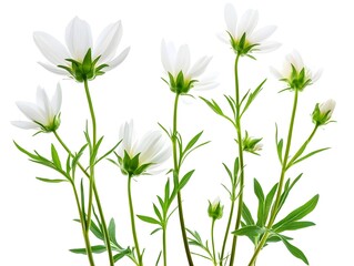 Sticker - a group of white flowers

