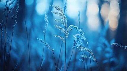 Blue Grass in Soft Focus under Ambient Light