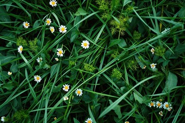 Top View Meadow: Green Grass Texture with White and Yellow Flowers