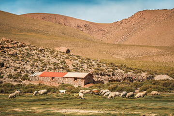 flock of sheep grazing peacefully on a breeding farm in the scenic machuca wetlands near san pedro d