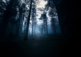 Aufkleber - A dark, mysterious forest path winds through tall trees shrouded in fog.