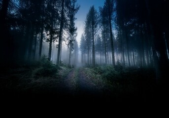 Poster - A dirt path winds through a dense, foggy forest. The tall, dark trees create a mysterious and eerie atmosphere.