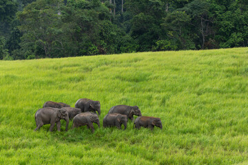 Elephants in the field