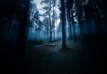 Aufkleber - A dark, mysterious forest with tall trees and fog. The sun peeks through the branches, casting long shadows.